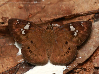 Coladenia agni sundae