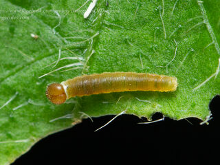 Celaenorrhinus nigricans nigricans