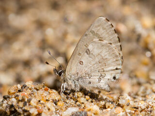 Orthomiella fukienensis diversa