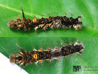 Lebadea martha martha