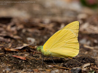 Saletara panda distanti