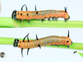 Euploea core godartii