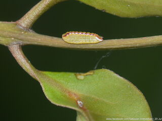 Dacalana burmana burmana