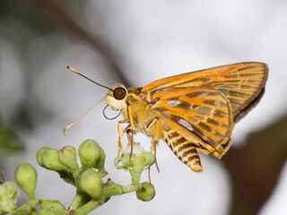 Pyroneura callineura natalia