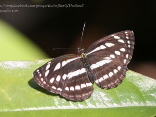 Neptis sappho astola