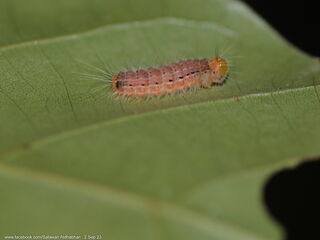 Poritia philota philota