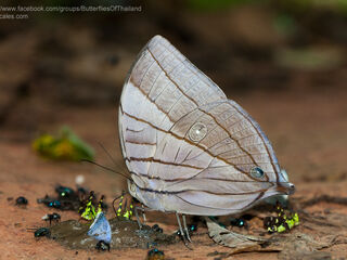 Amathuxidia amythaon annamensis