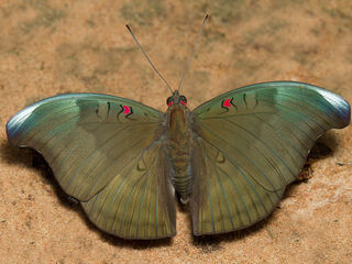 Euthalia evelina annamita