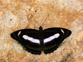 Athyma zeroca galaesus