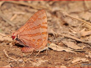 Spindasis evansii ayuthia