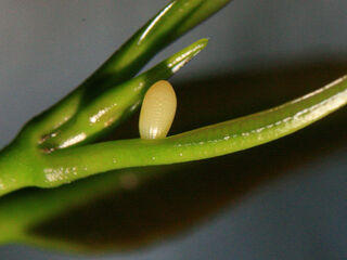 Euploea doubledayi doubledayi