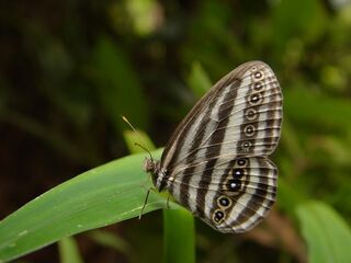 Ragadia crisilda critolina