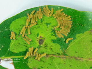 Simiskina phalia potina