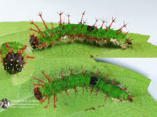 Athyma selenophora bahula