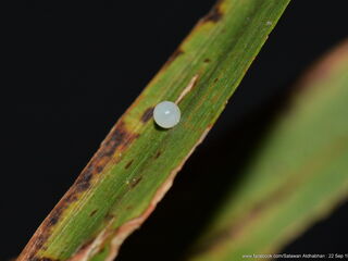 Elymnias panthera lutescens