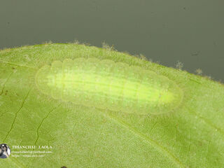 Arhopala birmana birmana