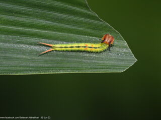 Elymnias dara darina