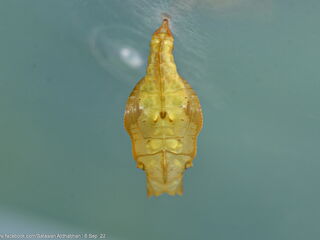 Neptis duryodana nesia