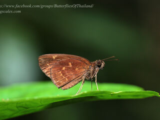 Psolos fuligo fuligo