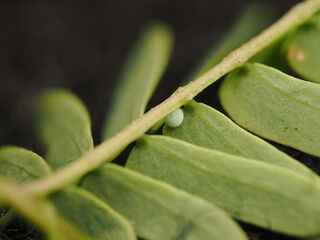 Zinaspa todara karennia