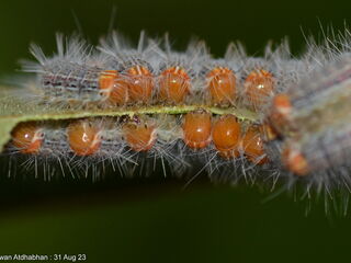 Poritia philota philota