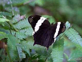 Neorina patria westwoodi