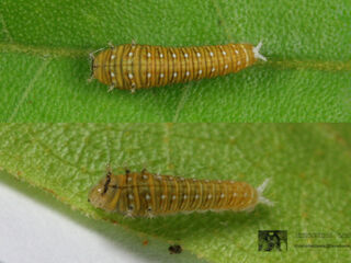 Graphium antiphates nebulosus