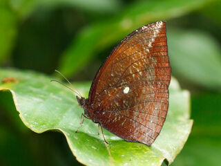 Elymnias penanga chelensis