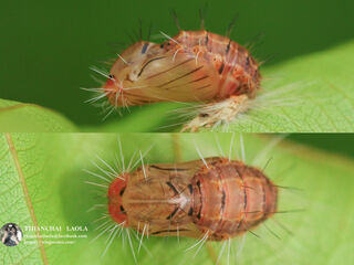 Simiskina phalia potina