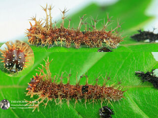 Athyma selenophora bahula