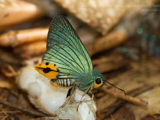 Choaspes subcaudatus crawfurdi