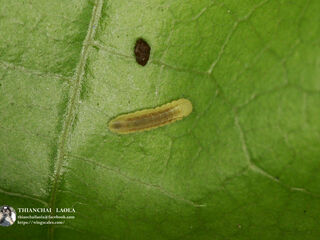 Anthene emolus emolus