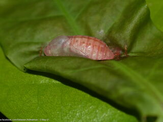 Arhopala eumolphus maxwelli