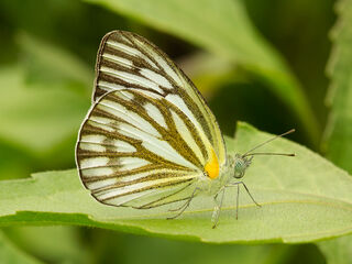 Cepora nerissa dapha