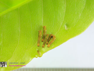 Papilio demolion demolion