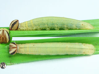 Iambrix salsala salsala