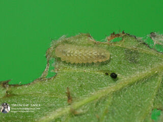 Callenya melaena melaena