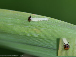 Elymnias dara darina