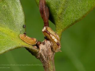 Rachana jalindra indra