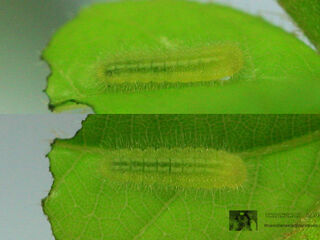 Discolampa ethion ethion