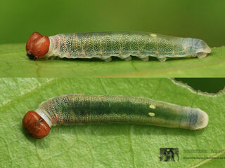 Tagiades litigiosa litigiosa