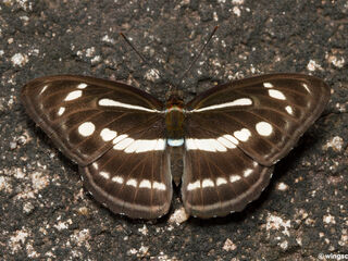 Athyma pravara indosinica