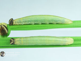 Iambrix salsala salsala