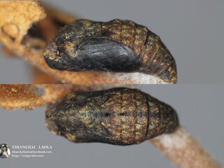 Charana mandarina mandarina