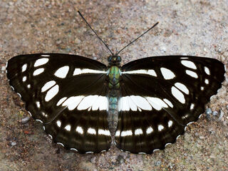 Phaedyma columella martabana