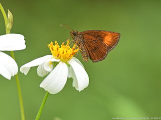 Idmon obliquans obliquans