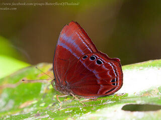Abisara saturata maya
