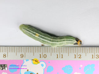 Lotongus calathus calathus