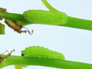 Chilades lajus lajus