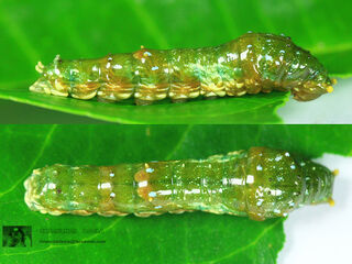 Papilio demolion demolion